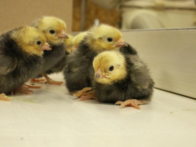 10233_new_chicks_030.jpg