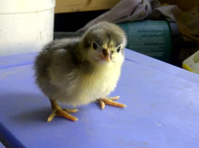10233_orpington_chick.jpg