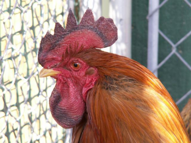10233_rooster_012.jpg