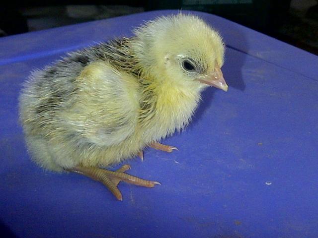 10233_ss_chick.jpg