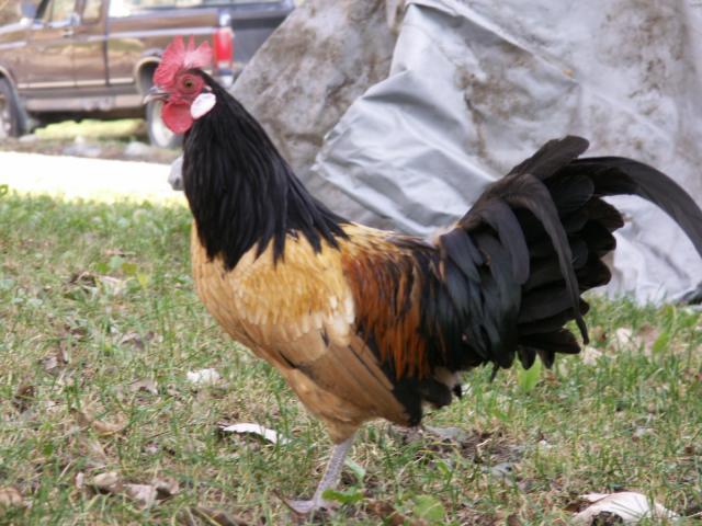 10233_vorwerk_rooster_020.jpg