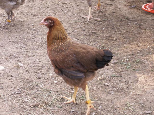 10233_welsummer_pullet_a.jpg
