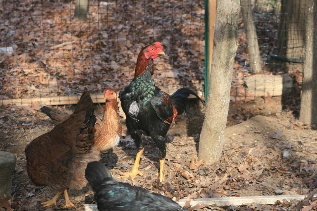 102350_1-8-chickens_024.jpg