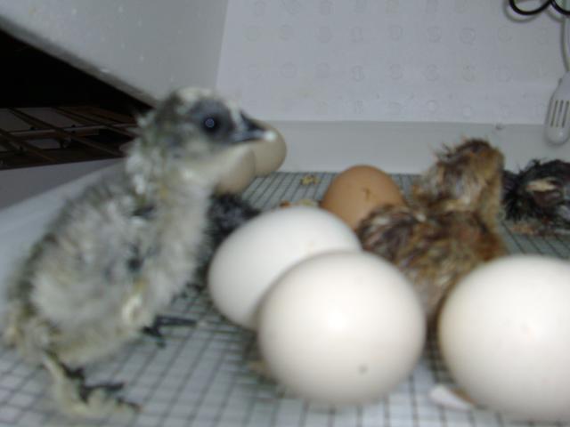 102350_chickens_005.jpg