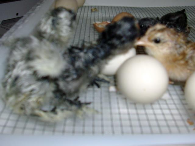 102350_chickens_007.jpg