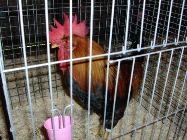 102350_chickens_090.jpg