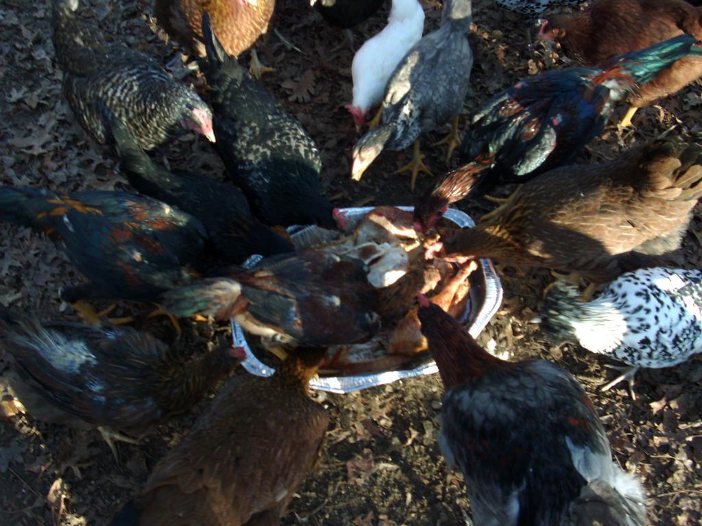 102350_chickens_1029.jpg