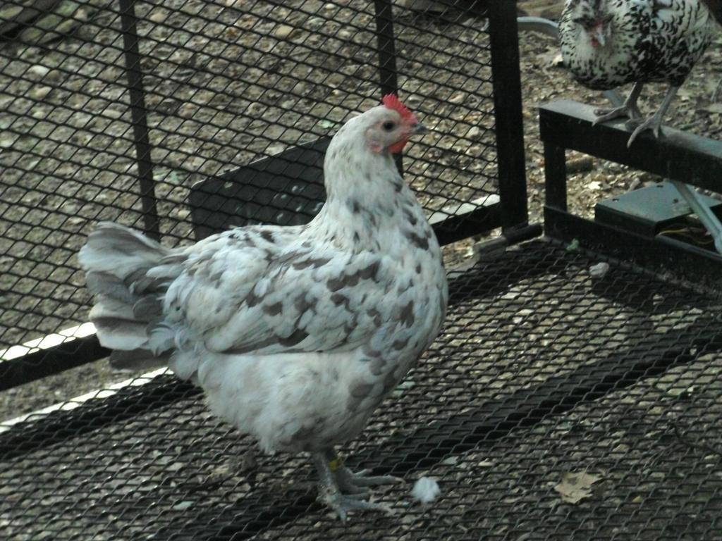 102350_chickens_336.jpg