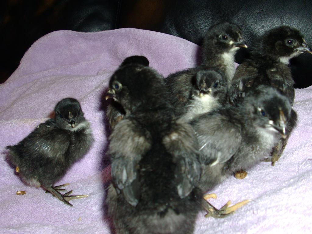 102350_dec_chicks_001.jpg