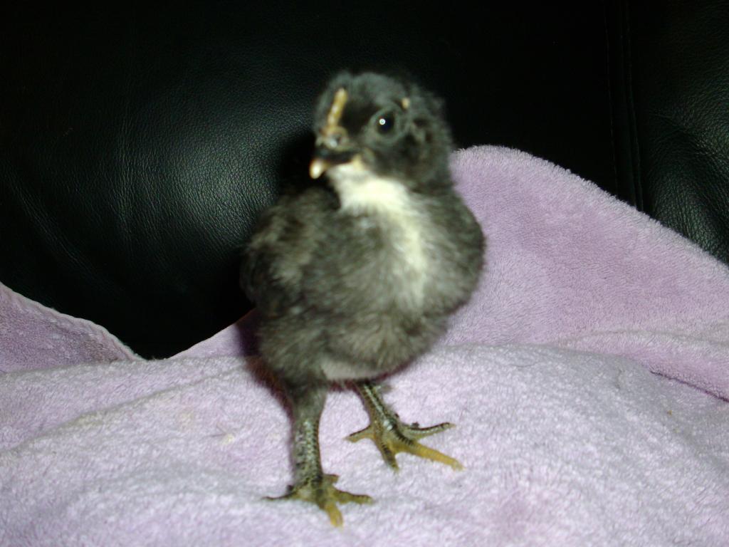 102350_dec_chicks_002.jpg