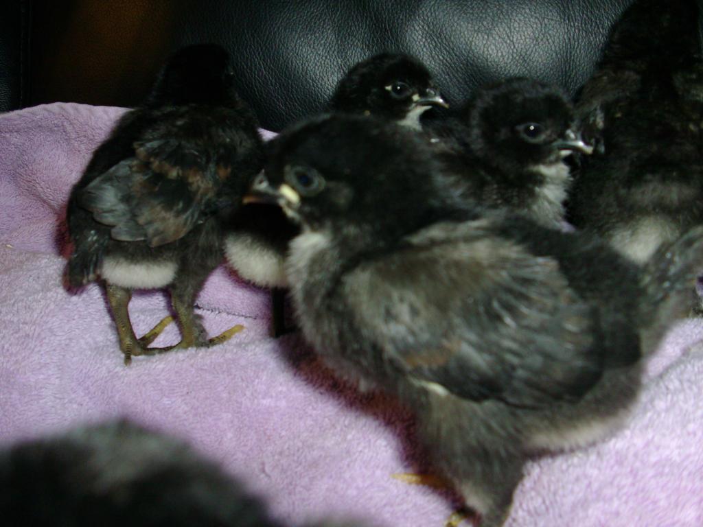 102350_dec_chicks_010.jpg