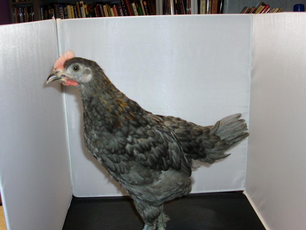 102350_rudy_008.jpg