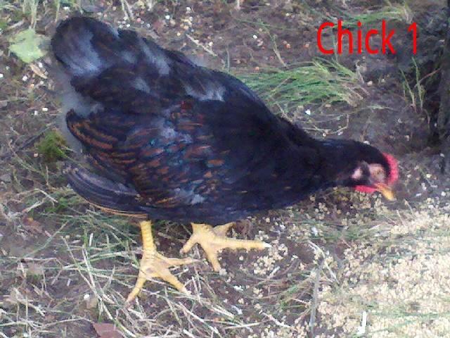 102383_chick1_side_new.jpg