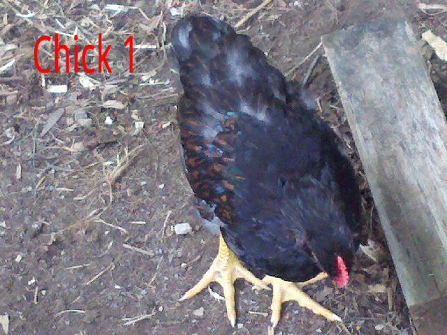 102383_chick1_top_new.jpg