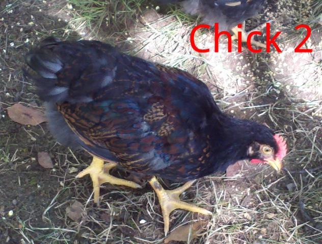 102383_chick2_side_new.jpg