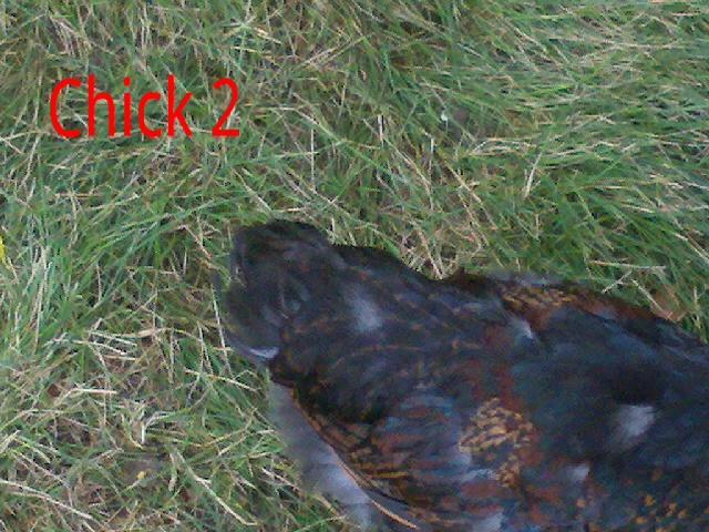 102383_chick2_top_new.jpg