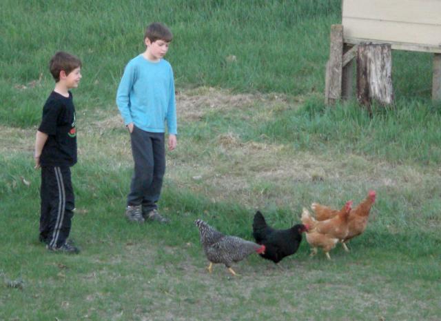 102412_4hens.jpg