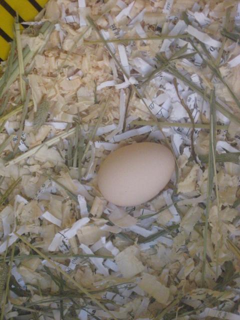 102475_egg_001.jpg