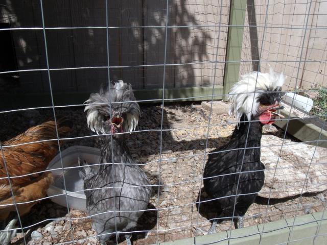 102486_chickens_003.jpg