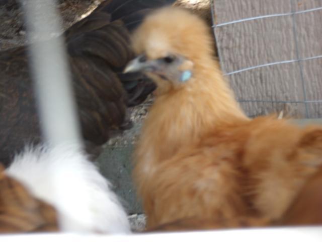 102486_chickens_007.jpg