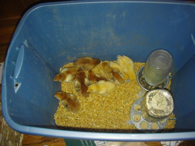 10256_chicks1.jpg