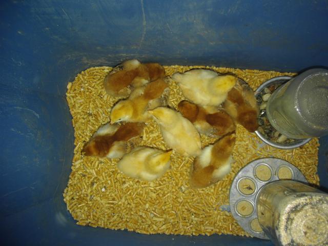 10256_chicks3.jpg