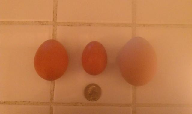 102593_sizes_of_different_eggs.jpg