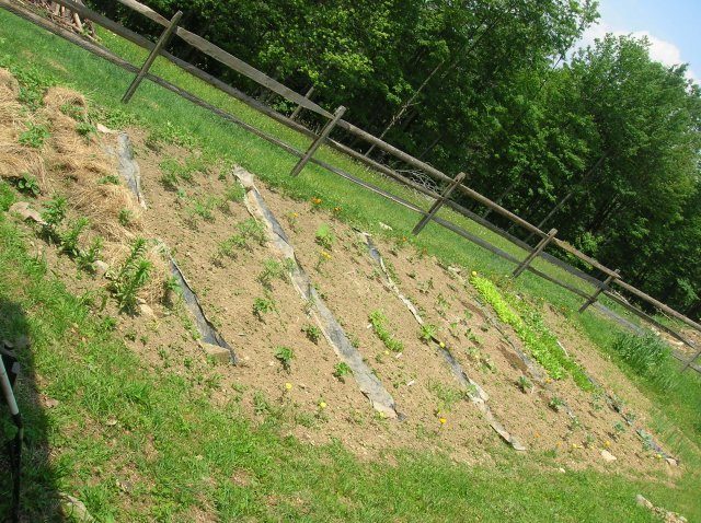 10266_chicks_2008_028.jpg