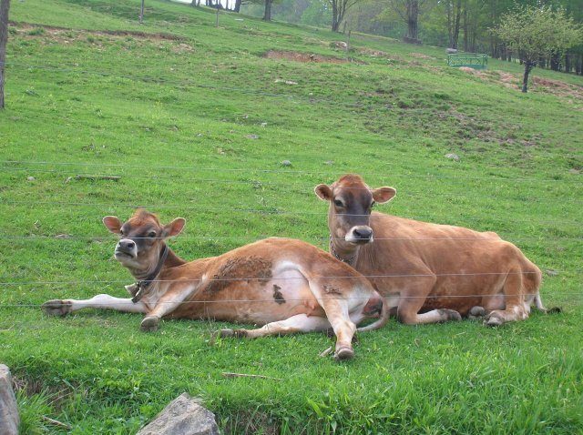 10266_cows_005.jpg