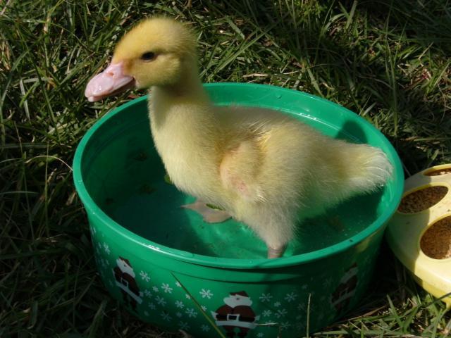 10271_09_holloween_duck_2_wks_015.jpg