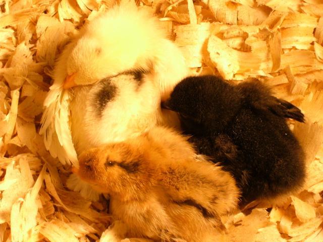 10271_bantam_chicks_007.jpg