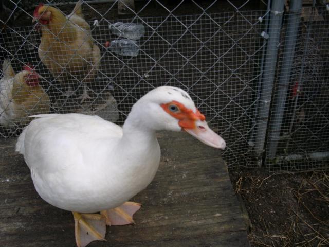 10271_new_ducks_002.jpg