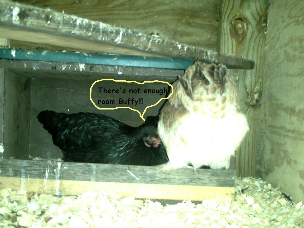 102729_3_in_nest.jpg