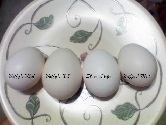 102729_buffys_eggs.jpg