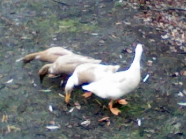 102729_dec03_012.jpg