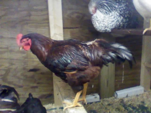 102729_dec03_014.jpg