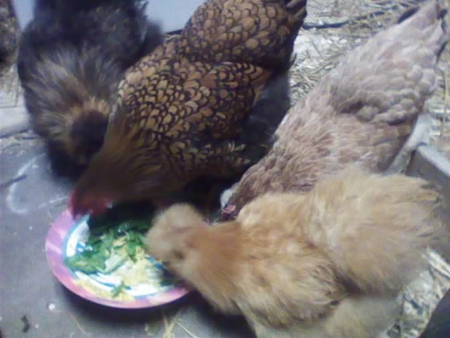 102729_dec15_002.jpg
