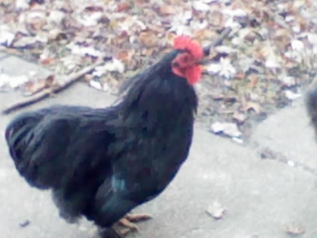 102729_nov15_003.jpg