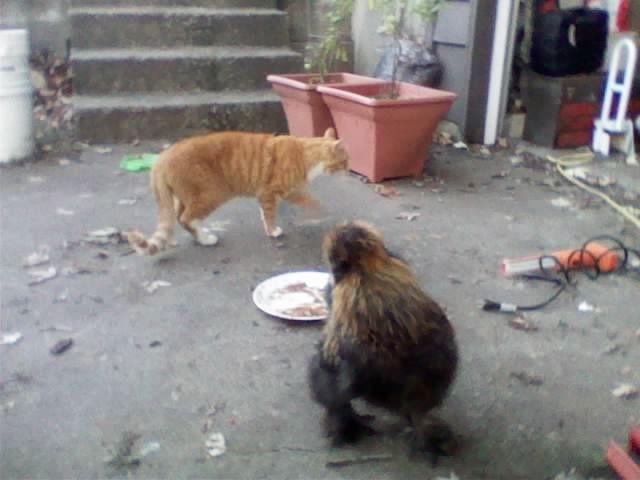 102729_stray_2.jpg