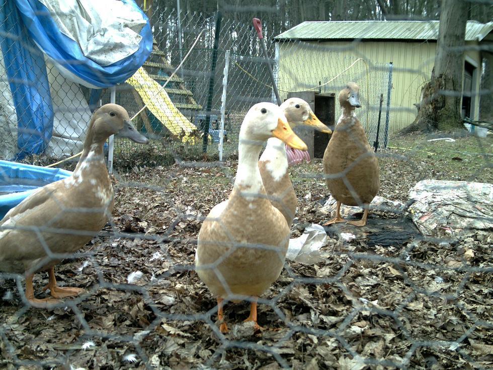 102729_the_ducks.jpg