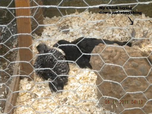 102768_chick_laying_down.jpg