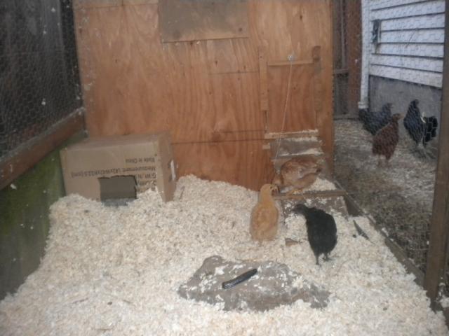 102768_dscn1070.jpg