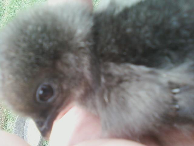 102802_silkie_x.jpg