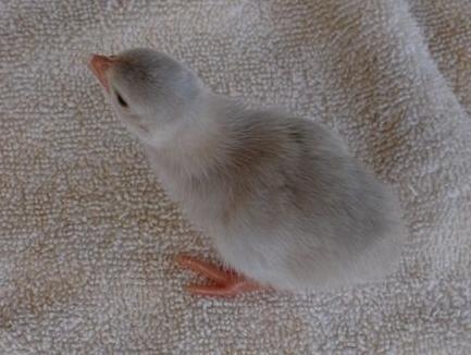 102830_powderbluekeet.jpg