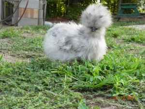 102830_silkie.jpg