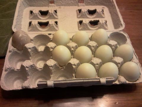 102968_carton_of_eggs.jpg