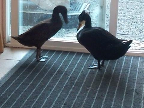 102968_duckchatter.jpg