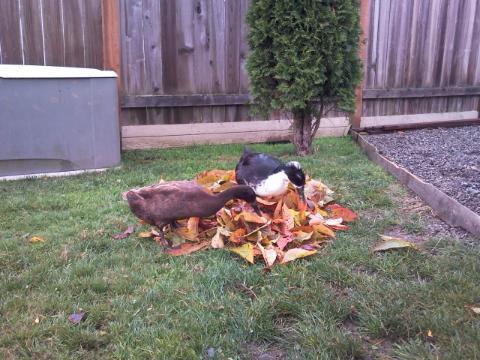 102968_ducks_in_leaves.jpg