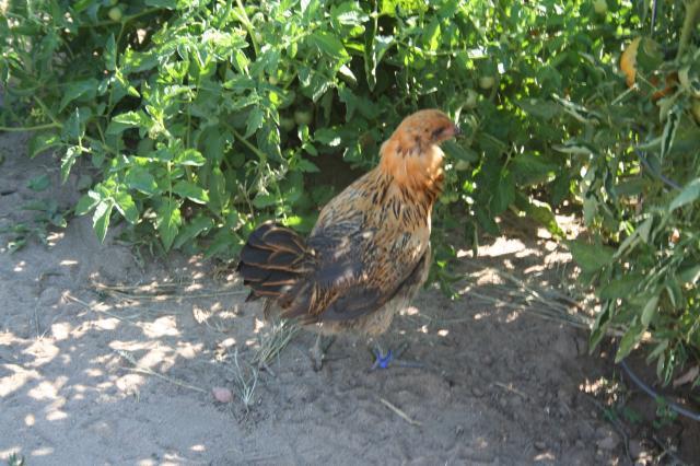 103198_chickens_027.jpg