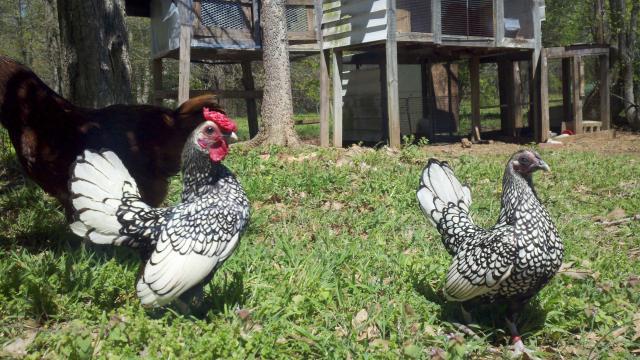 103208_2011-04-06_13-18-43_306.jpg